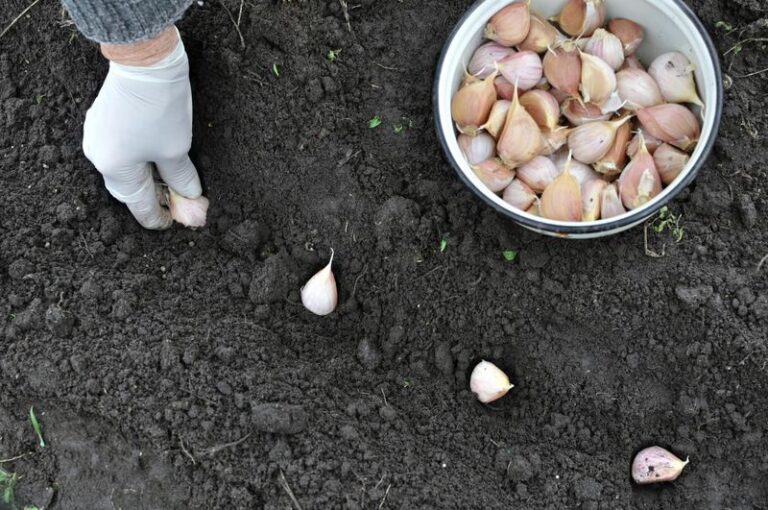 North Carolina Garlic Turns to Mush in Wet Fall Soil, and This Fix Saves the Cloves
