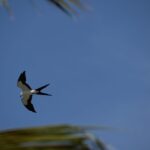 Why Swallow-Tailed Kites Vanish From Florida Skies Right When Fall Starts