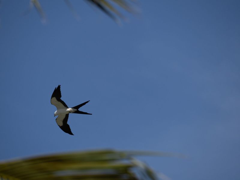 Why Swallow-Tailed Kites Vanish From Florida Skies Right When Fall Starts