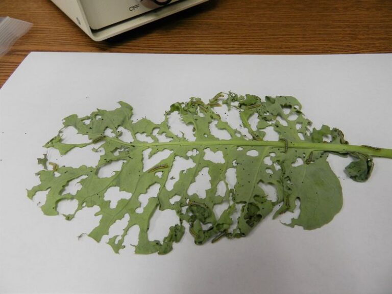 Something Is Skeletonizing Your Fall Collard Leaves Down to the Veins Overnight