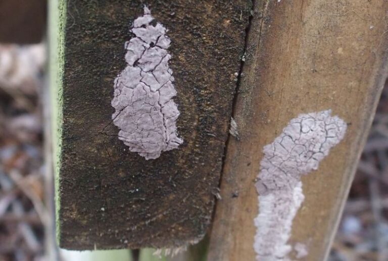 Spotted Lanternfly Egg Masses Are Hiding on North Carolina Fence Posts and Firewood, Not Just Tree Bark