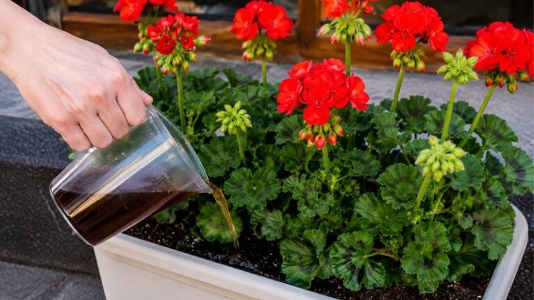 Your Potted Geraniums Run Out of Steam by September – Here’s the One Feeding Move That Brings the Blooms Back