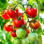 The One Mistake North Carolina Gardeners Keep Making With Tomatoes That Kills the Late-Summer Harvest