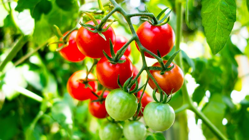 The One Mistake North Carolina Gardeners Keep Making With Tomatoes That Kills the Late-Summer Harvest