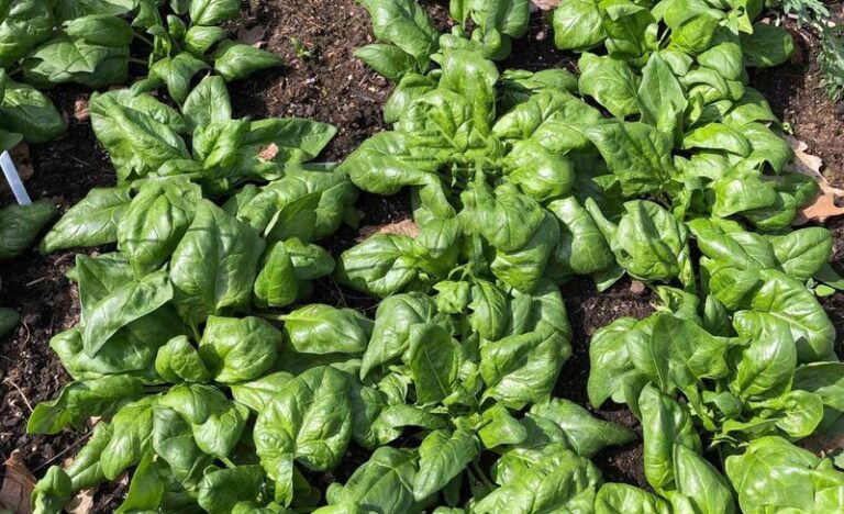 Your Central Texas Spinach Seedlings Turn Yellow and Stall the Moment Fall Nights Warm Back Up