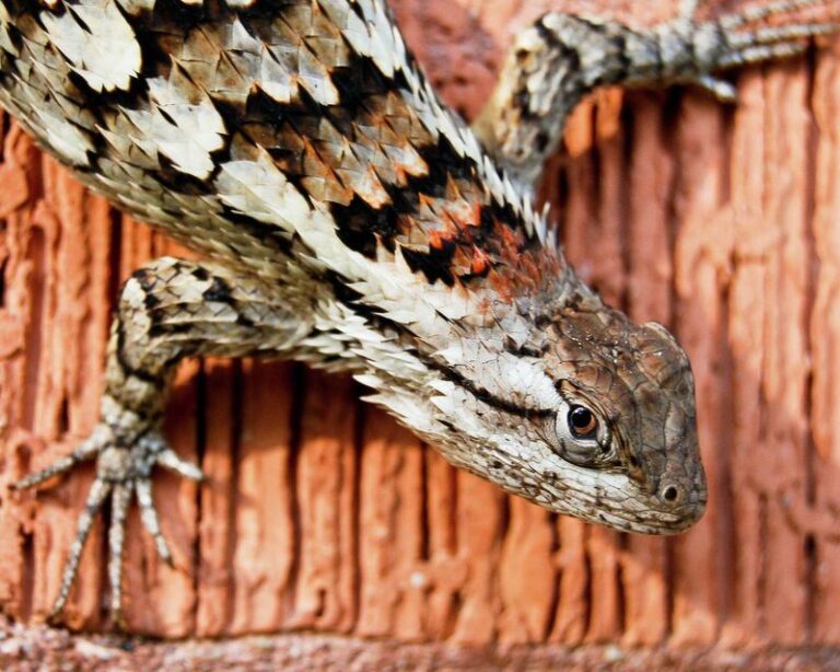 What Do Texas Spiny Lizards Eat, and Do They Help Control Pests?