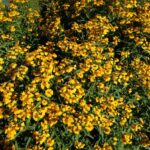 The Forgotten Texas Herb That Thrives in Triple-Digit Heat When Basil Gives Up