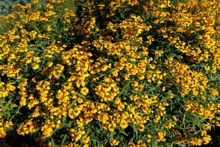 The Forgotten Texas Herb That Thrives in Triple-Digit Heat When Basil Gives Up