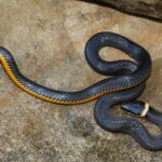 California Ring-necked Snakes May Eat Slugs, but Stripping Away All Surface Cover Can Make Your Yard Less Welcoming to Them