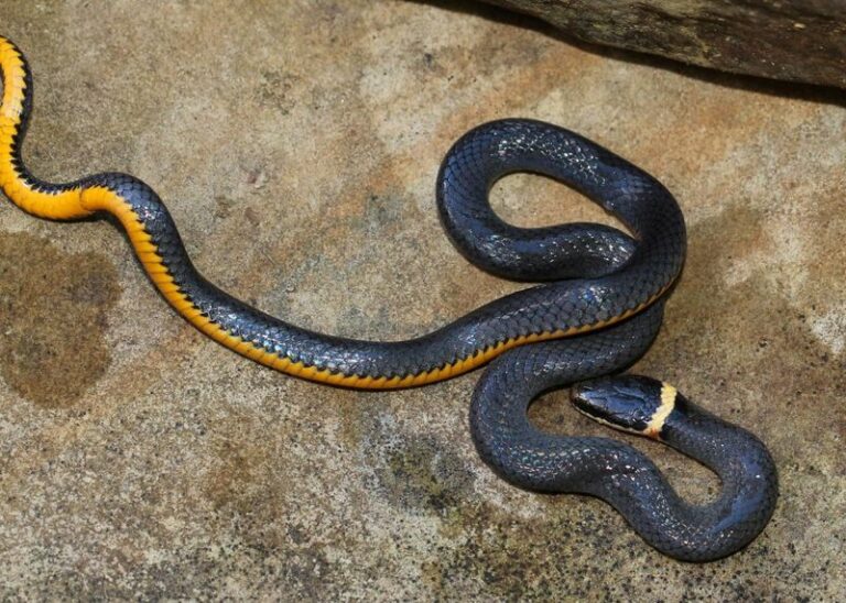 California Ring-necked Snakes May Eat Slugs, but Stripping Away All Surface Cover Can Make Your Yard Less Welcoming to Them