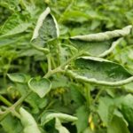 Why Your North Carolina Tomato Leaves Curl in the Summer Heat and the One Fix Most Gardeners Get Wrong