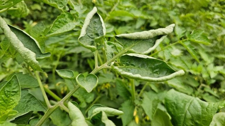 Why Your North Carolina Tomato Leaves Curl in the Summer Heat and the One Fix Most Gardeners Get Wrong
