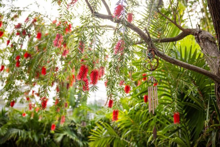 7 Florida Native Trees That Are Replacing Crape Myrtles Along Driveways and Bloom Just as Long