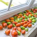 Your Green Tomatoes Still Ripen Indoors Before Frost When You Pick Them at the Right Stage