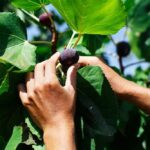 Your fig tree still has time to set a sweeter harvest if you fix this now