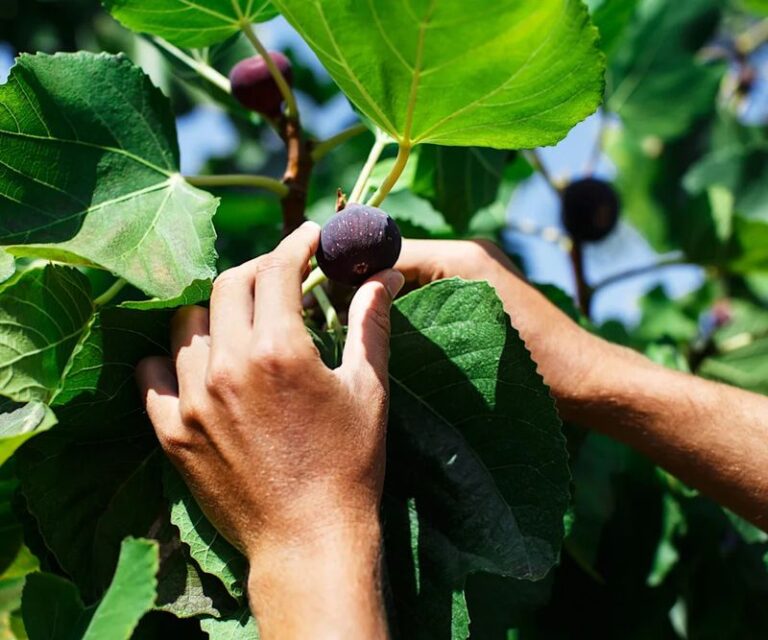 Your fig tree still has time to set a sweeter harvest if you fix this now