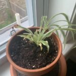 Your Spider Plant Grows Slow and Pale Because of How You Water It — Here’s the Slip Behind the Stall