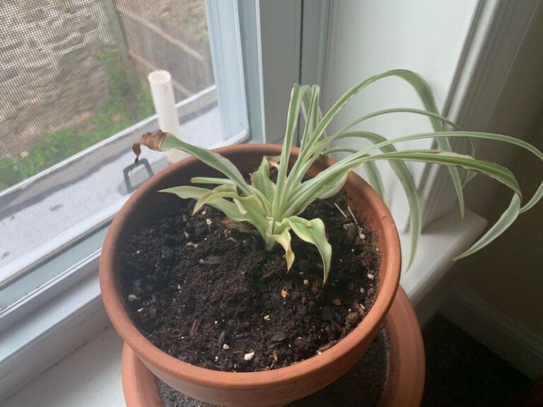 Your Spider Plant Grows Slow and Pale Because of How You Water It — Here’s the Slip Behind the Stall