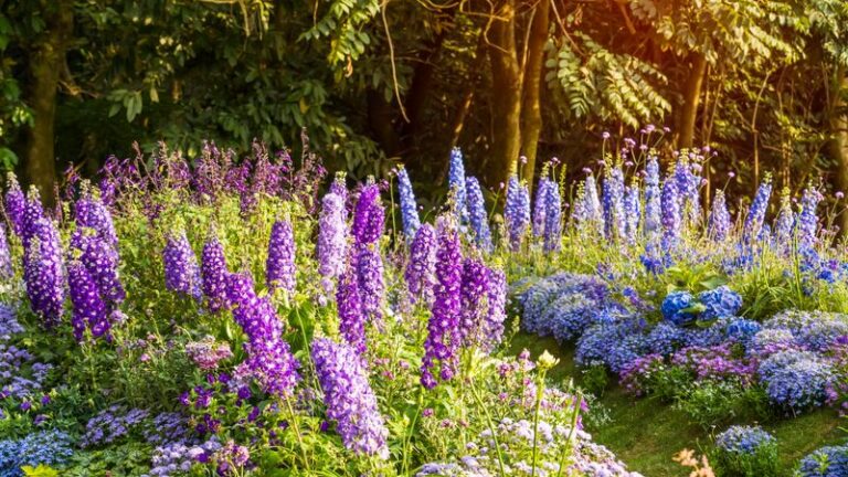 Remove the Spent Flower Stalk After Blooming and Give Your Delphiniums a Chance at a Second Flush