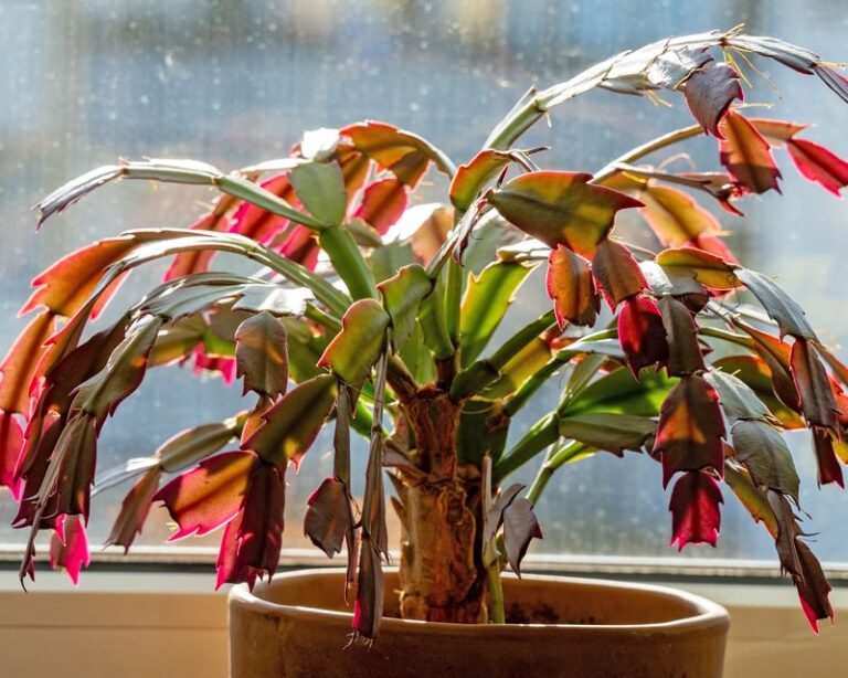 Your Christmas Cactus Leaves Are Turning Red – Here’s the One Cause Behind It and Whether to Worry