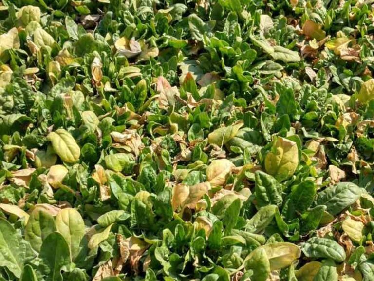 Your Fall Spinach Turns Pale and Leggy Instead of Dark and Leafy — Here’s the Light Slip Behind It