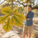 Your Central Texas Pecan Leaves Are Turning Yellow and Dropping Early – Is a Zinc Shortage to Blame?