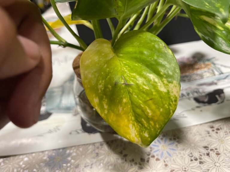 Yellow Pothos Leaves: Could Root Stress Be Part of the Problem?