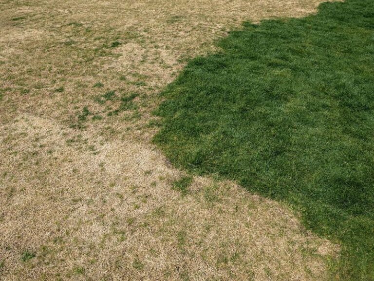 Your Lawn Looks Scorched After the Late-Summer Heat – Here’s the One Mistake That Makes It Worse