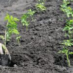 When Cold Soil May Have Set Your Tomatoes Back – A Diagnostic Guide for Southern Gardeners