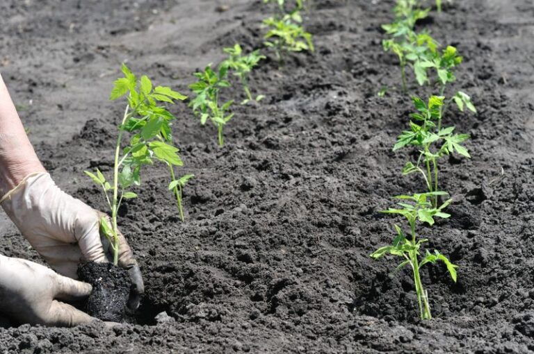 When Cold Soil May Have Set Your Tomatoes Back – A Diagnostic Guide for Southern Gardeners
