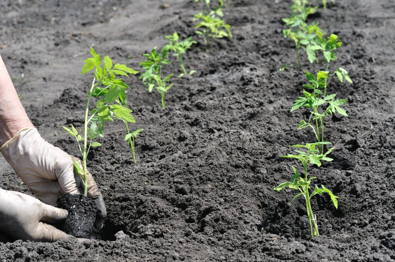 When Cold Soil May Have Set Your Tomatoes Back – A Diagnostic Guide for Southern Gardeners