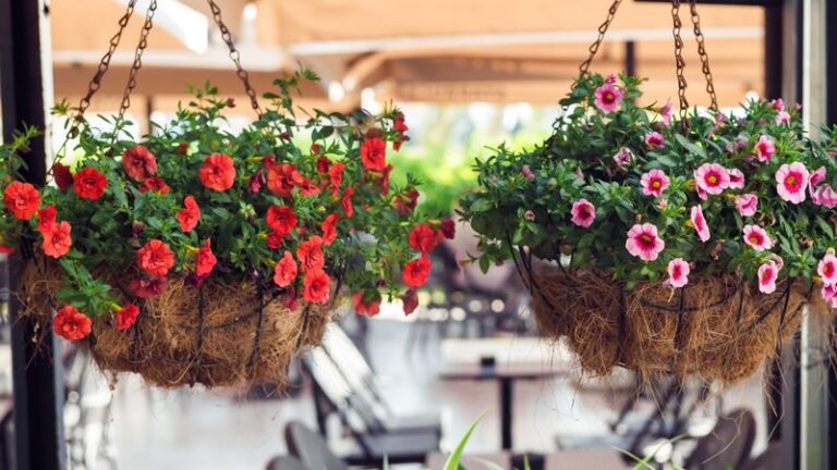 Your Hanging Baskets Dry Out and Wilt by Afternoon — Here’s the One Watering Slip Quietly Behind It