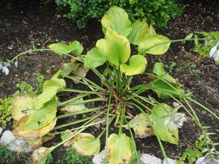 Your hostas come back fuller next spring when you do these 8 things now