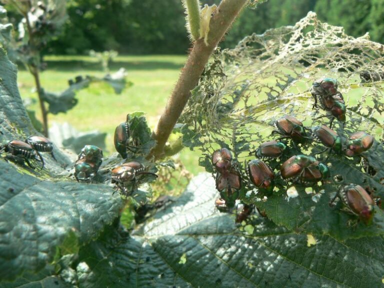 Cut Back Japanese Beetle Damage in North Carolina Next Year by Cleaning This Up Now