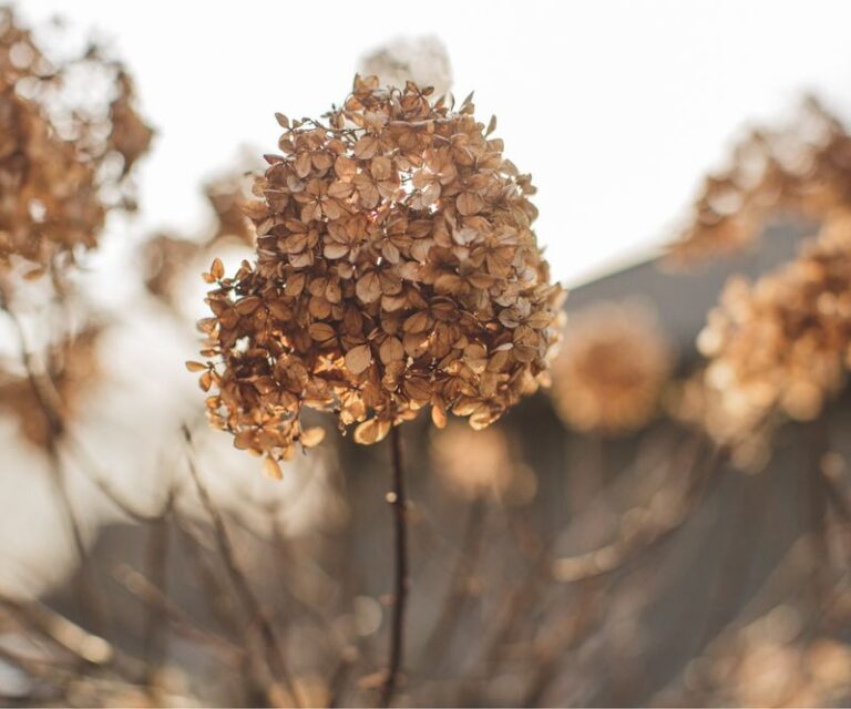 Your Hydrangea Blooms Are Turning Brown but the Leaves Look Fine – Here’s What the Plant Is Really Telling You