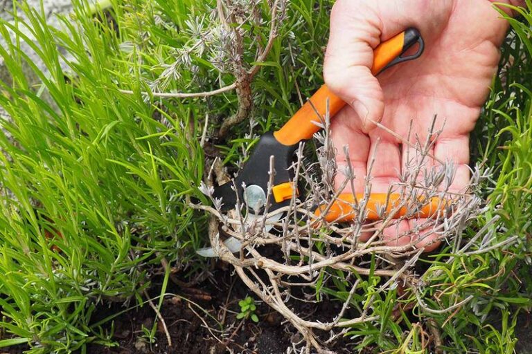 Your Lavender Turns Woody Faster When One Pruning Habit Keeps Hardening the Base