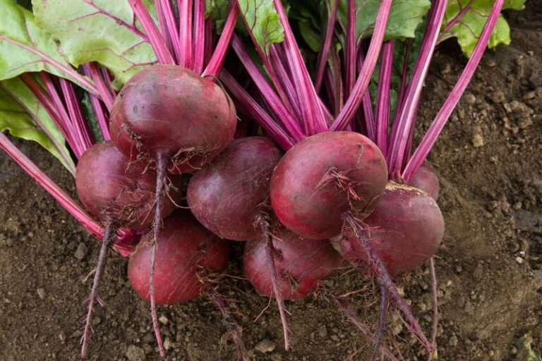 Your Beets Taste Sweeter and Grow Bigger When You Harvest at These Signs