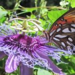 7 Florida Plants That Fill a Bare Fence Line Into Real Privacy Faster Than Most Shrubs