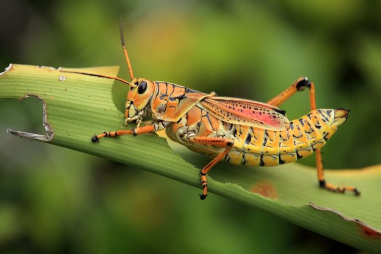 Those giant yellow grasshoppers taking over Florida yards usually stop for these reasons