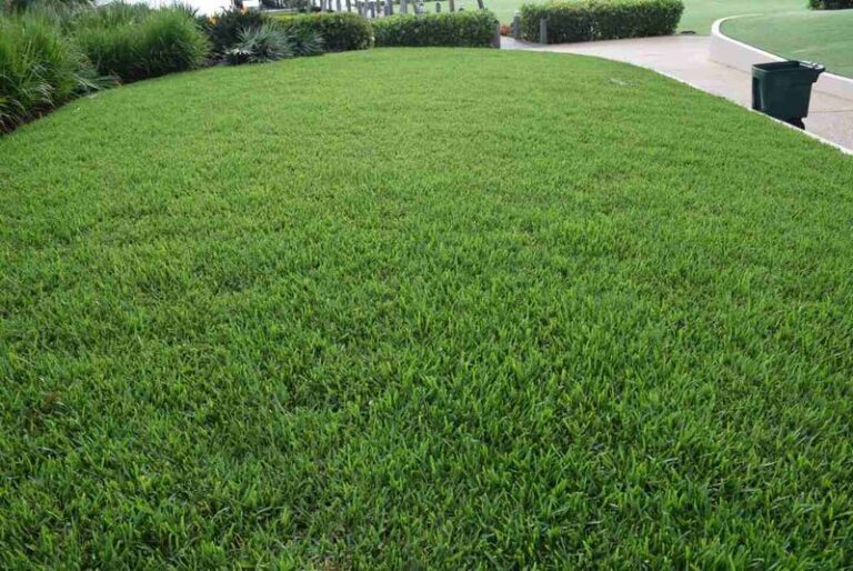 What Your Florida St. Augustine Lawn Needs This September to Bounce Back From a Brutal Summer