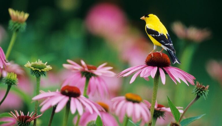 The Native North Carolina Plant That Keeps Goldfinches Feeding in Your Yard From Midsummer Into Fall