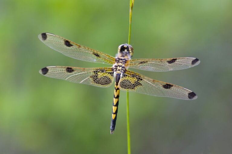 Dragonflies Suddenly Swarming Your Florida Yard Are Wiping Out the Mosquitoes You Hate