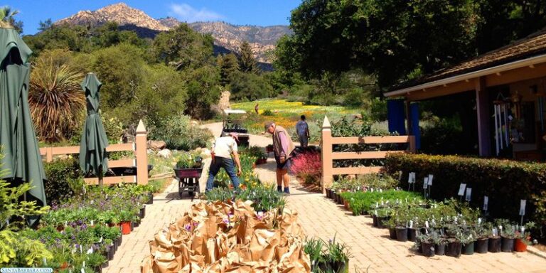 The California Native Plant Sales Where Homeowners Grab Drought-Tolerant Plants for a Fraction of Nursery Prices This Fall