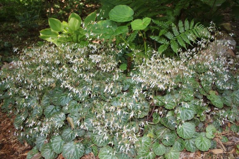 Skip Hostas in Your Shady North Carolina Beds and Plant This Native Perennial That Deer Walk Right Past