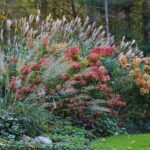 Your Hydrangeas Bloom Better Next Year When You Do This Fall Step Before Cold Hits