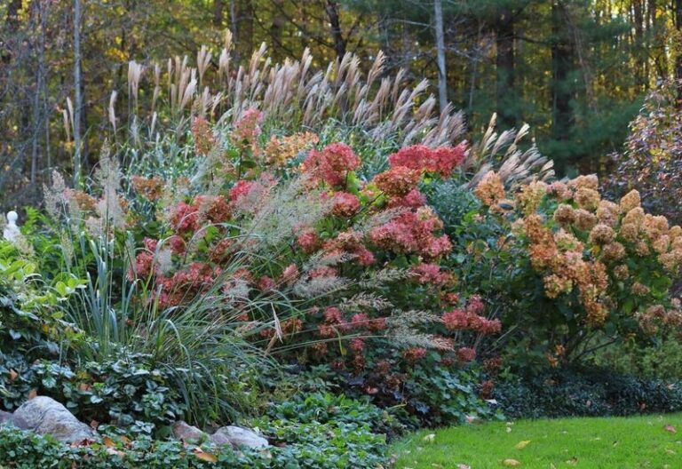 Your Hydrangeas Bloom Better Next Year When You Do This Fall Step Before Cold Hits