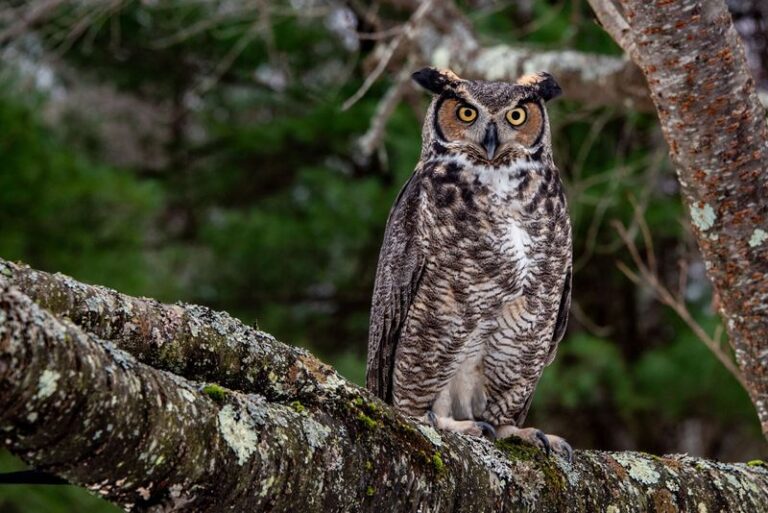 Why More Great Horned Owls Around Your Texas Yard Usually Means Rodents Moved In