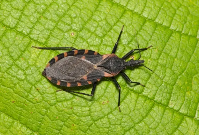 If You Spot This Bug in Your California Yard Right Now, Do Not Touch It, and Here’s Why