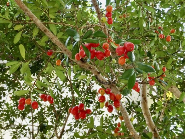 7 Florida Native Edible Trees That Feed You for Years Without Swallowing a Small Yard