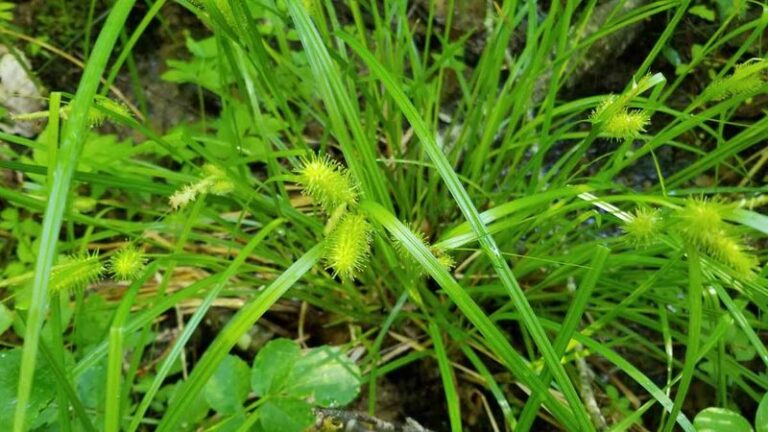 The Most Underrated North Carolina Native Sedge That Thrives in the Soggy Corner Where Your Downspout Never Dries Out